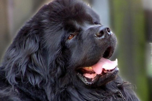 Newfoundland - kutya titokzatos eredetű